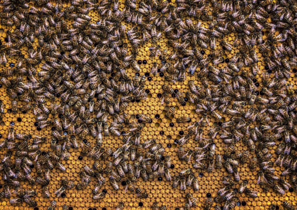 insetti pexels-umsiedlungen-971355