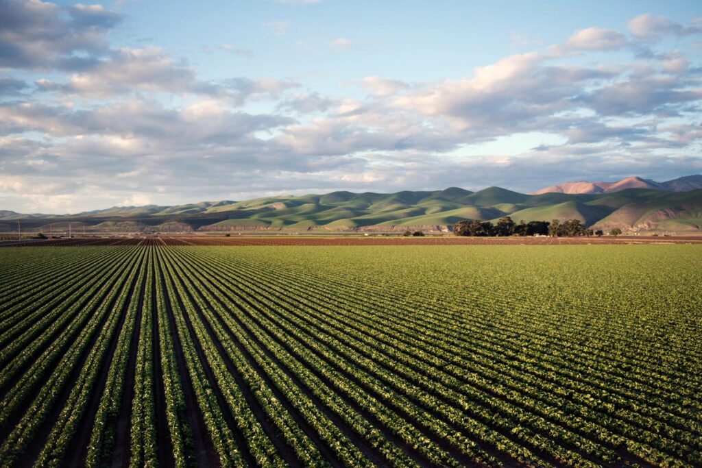 decreto agricoltura pexels-timmossholder-974314