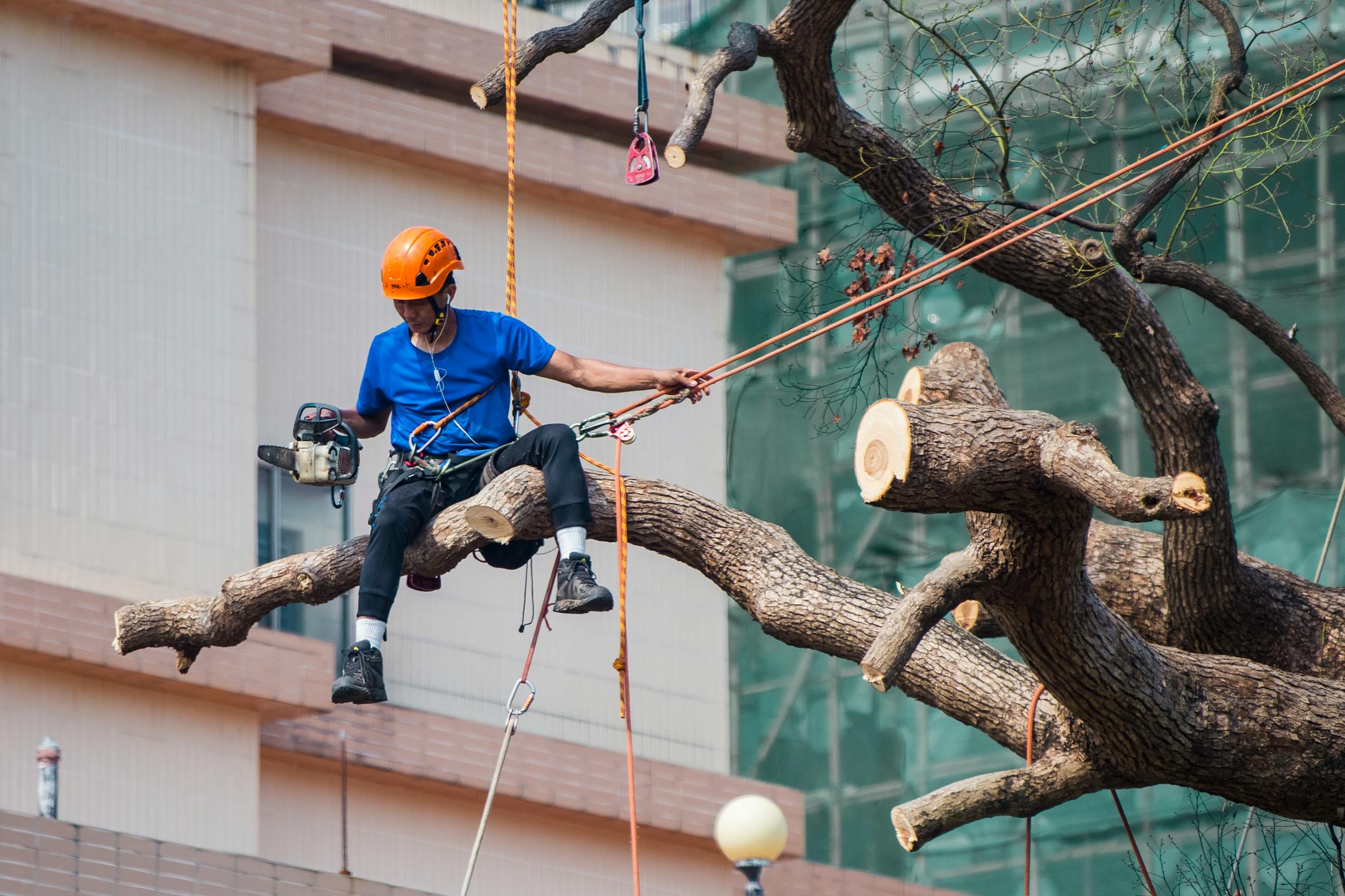 lavoro su alberi con funi pexels-photo-2310483